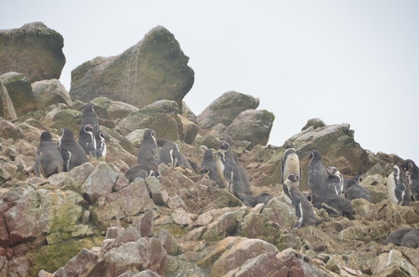 Pingouins de Humbolt sur une des iles Ballestas.jpg
